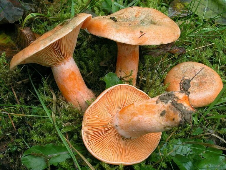 Рыжик Сосновый/Боровой (Lactarius deliciosus);. Млечник Рыжик гриб. Рыжики пластинчатые грибы. Поганки рыжики.