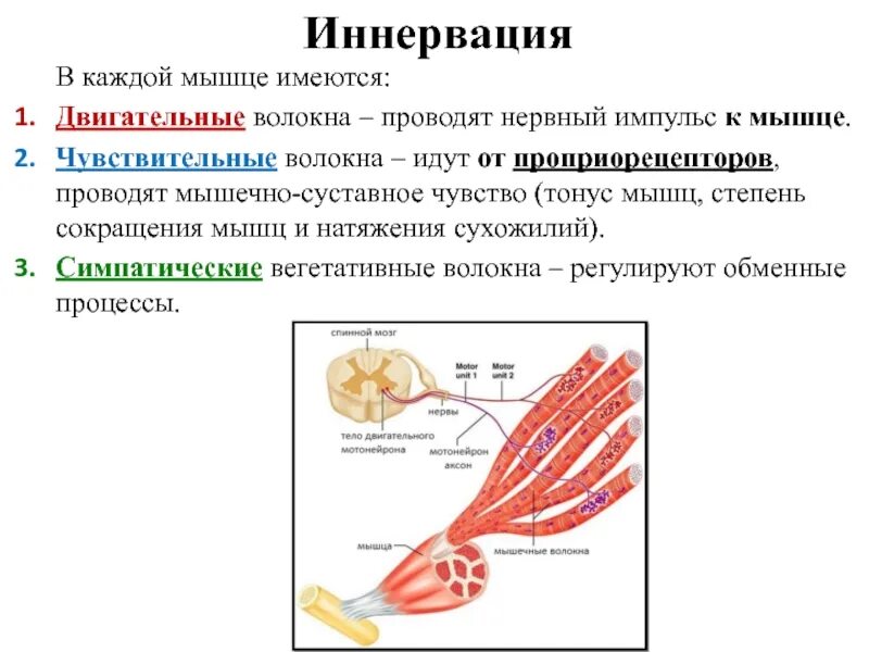 Двигательные нервные волокна иннервируют. Двигательные нервные волокна мышцы. Иннервация мышечных клеток артерий. Сокращение мышц.