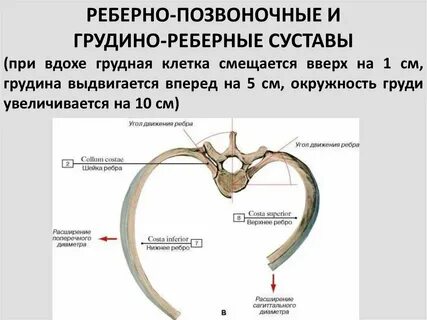 Артроз реберно позвоночных лечение