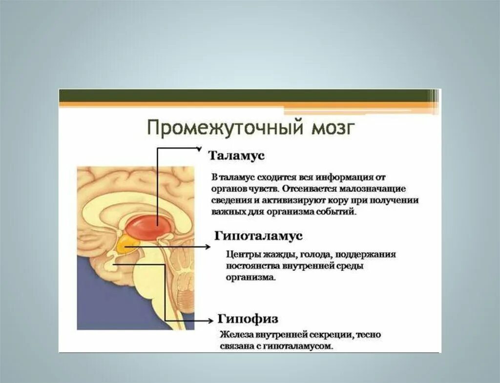 Промежуточный строение и функции. Промежуточный мозг строение. Центры промежуточного мозга. Строение и местоположение промежуточного мозга. Образования промежуточного мозга.