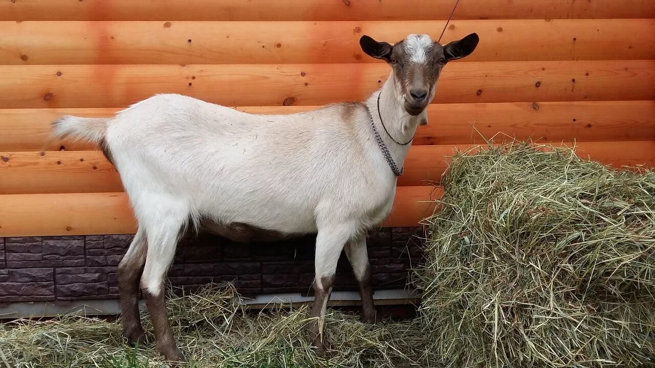 Куплю козу курская. Коза зааненская Альпийская. Мегрельская коза. Альпийская тоггенбургская коза. Молочная коза порода зааненская.