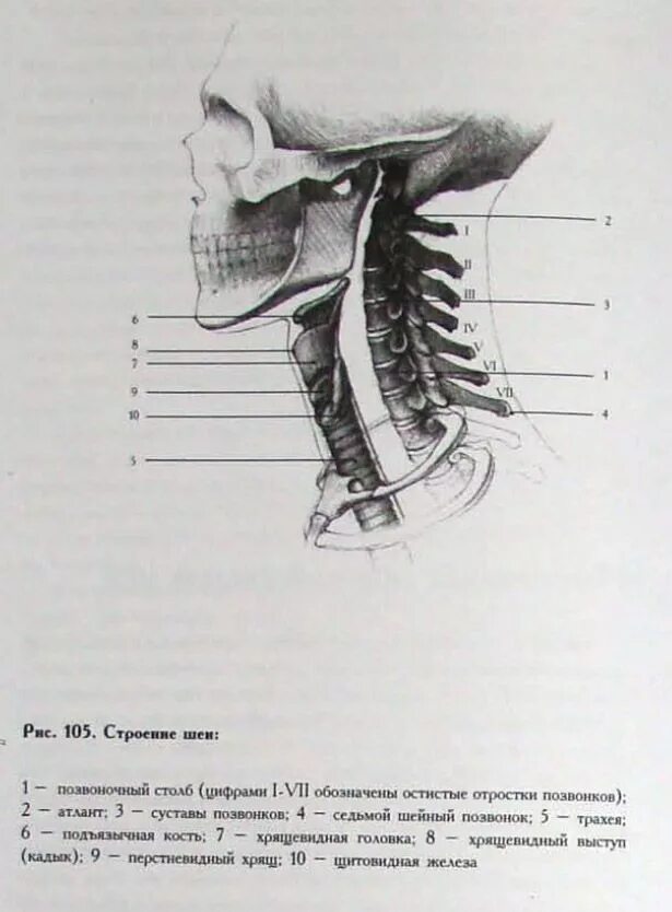 Шейный отдел кости скелета. Шейная кость строение. Анатомия костей шеи. Анатомия костей шеи человека.