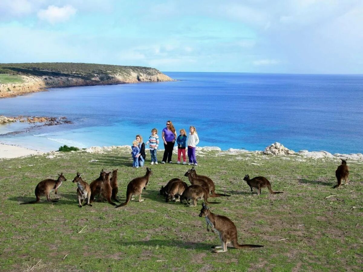 В австралии живет около. Остров кенгуру (залив сент-Винсент). Остров кенгуру Южная Австралия. Австралия кенгуру Айленд.