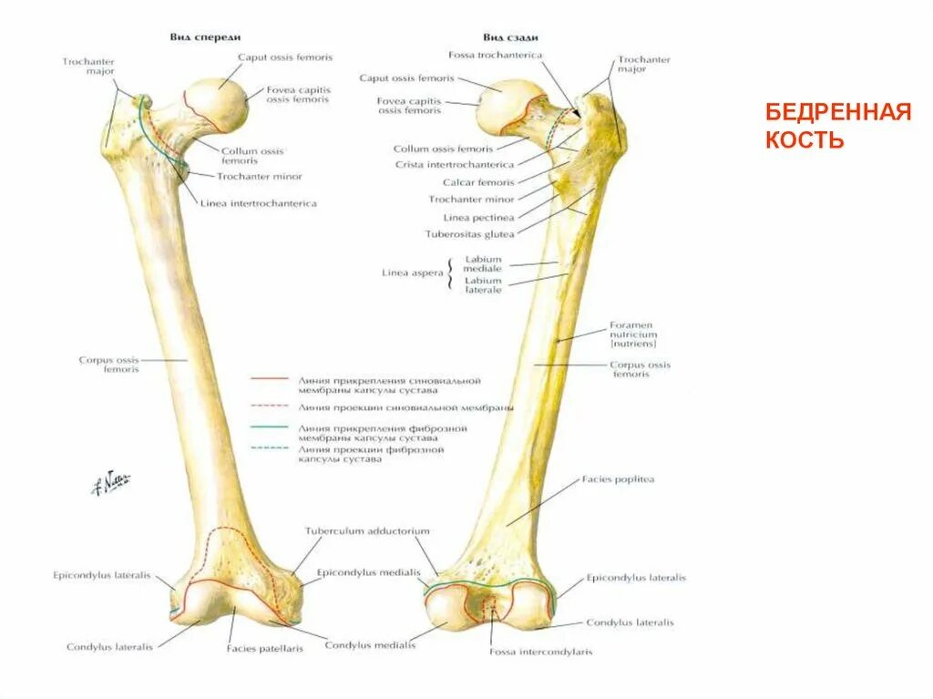 Тип соединение бедренной кости. Остеология нижних конечностей. Остеология анатомия. Остеология анатомия костей. Нижние конечности анатомия Остеология.