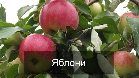 Лучшие яблони для подмосковья
