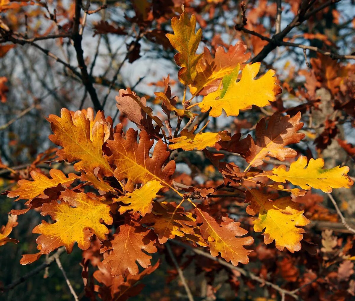 Дуб черешчатый осенью. Дуб черешчатый окраска листьев. Осенний дуб. Листья дуба осенью.
