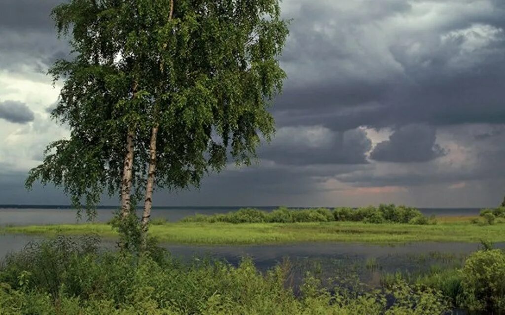 Волга река Березка. Берёза повислая у реки. Березка у реки. Одинокая береза. Березки второй