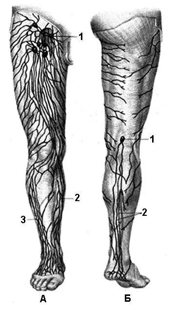 Подколенные лимфоузлы. Лимфатическая система нижних конечностей. Лимфатические узлы нижней конечности. Лимфатическая система голени. Лимфоузлы на ногах где
