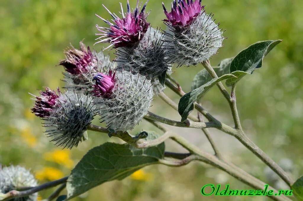 Репейник растение описание. Описание растения лопух репейник. Плоды репейника. Лопух большой репейник описание. Информация о репейнике.