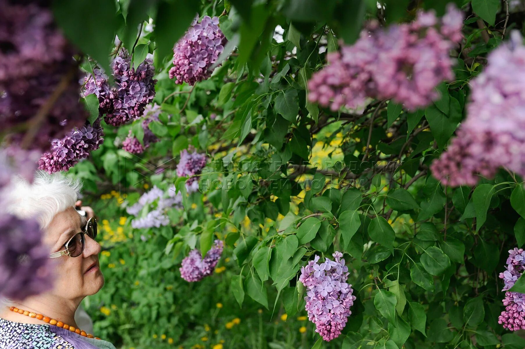 фотосессия в сиреневом саду. сирень жасмин черемуха. колесников сиреневый сад. сирень цветы. сирень в тарханах.