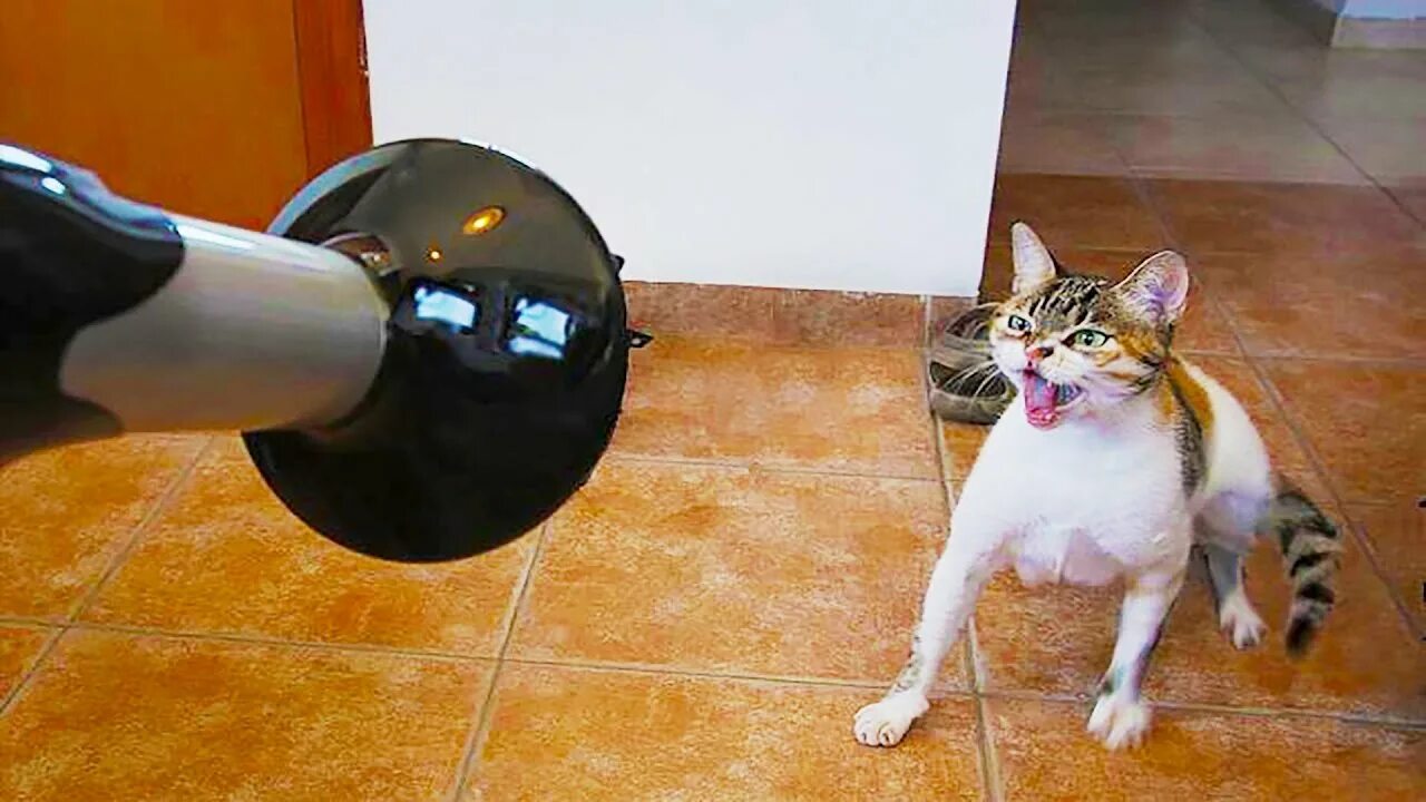 лучшие приколы ютуба. смешные ролики про людей. 2020 года смех до слёз. прикольные картинки для видео. смешные видео 2024 года.