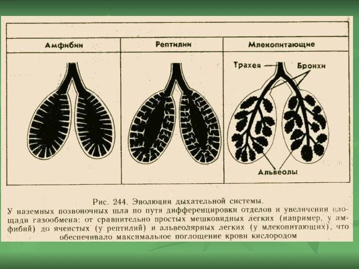 Ячеистые легкие особенности