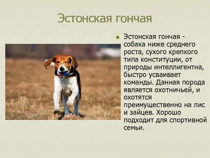 Жил у меня гончий щенок задор. Спортивные собаки презентация. Пород собаки не высокий рост. Породы собак невысокого роста. Гончие презентация.