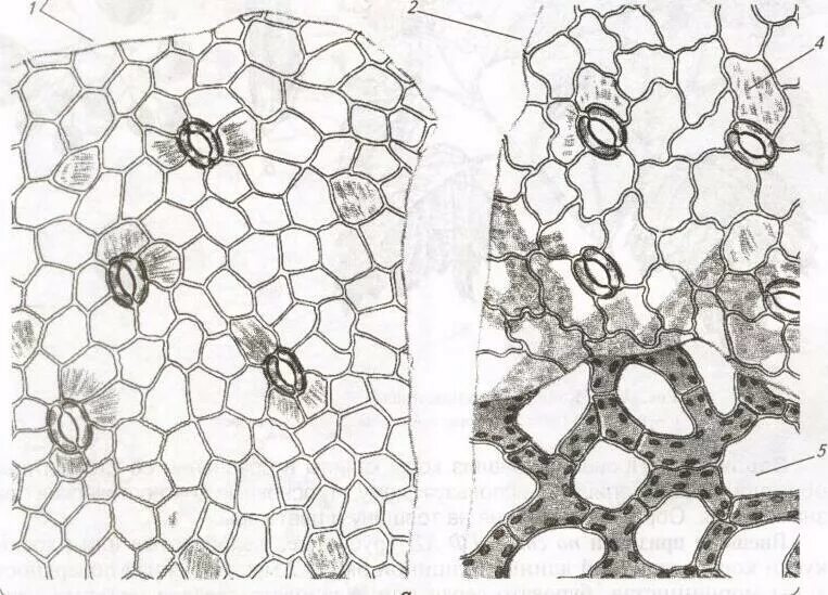 Кожица традесканции под микроскопом. Вахты трехлистной листья микроскопия. Микропрепарат эпидермис листа герани. Микроскопия листа герани. Микропрепарат эпидермис листа.