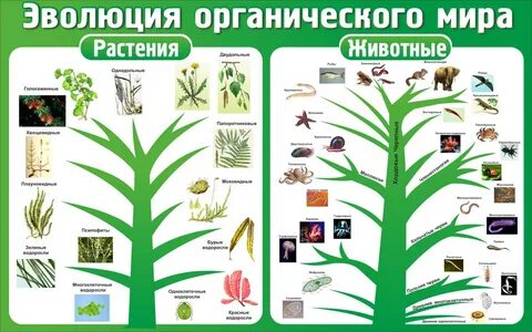 Эволюция растений 7 класс биология тест