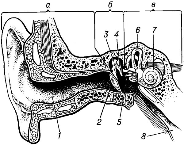 Схема органа слуха. Строение уха 8 класс биология. Строение слухового анализатора рисунок. Строение слухового анализатора анатомия. Строение органа слуха биология.