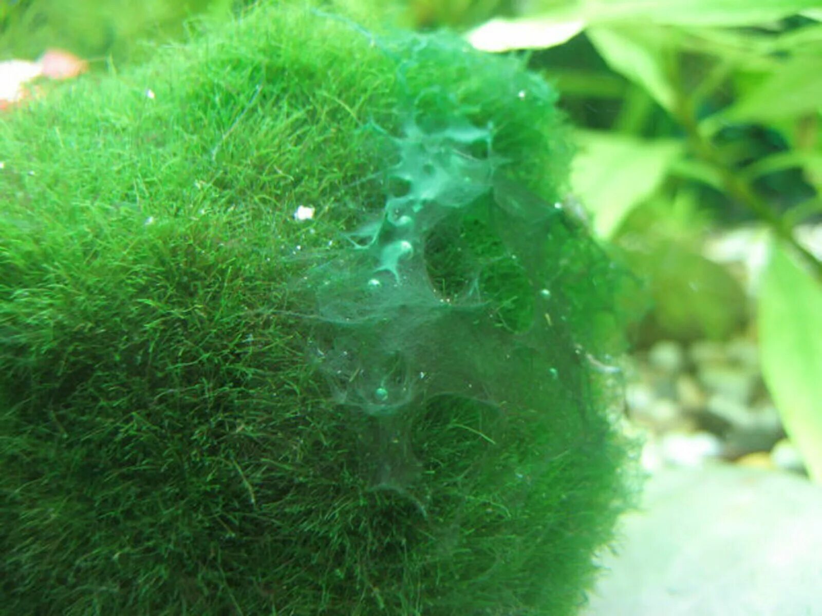 Низшие зеленые водоросли. Синезелёными «водорослями». Нитчатые сине-зеленые водоросли. Синезеленые водоросли в аквариуме. Цианея водоросль.