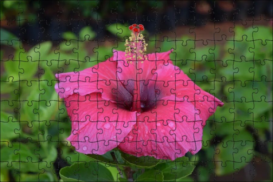 China-Rose Hibiscus Flower Free photo on Pixabay Hibiscus flowers, Flowers, Hi