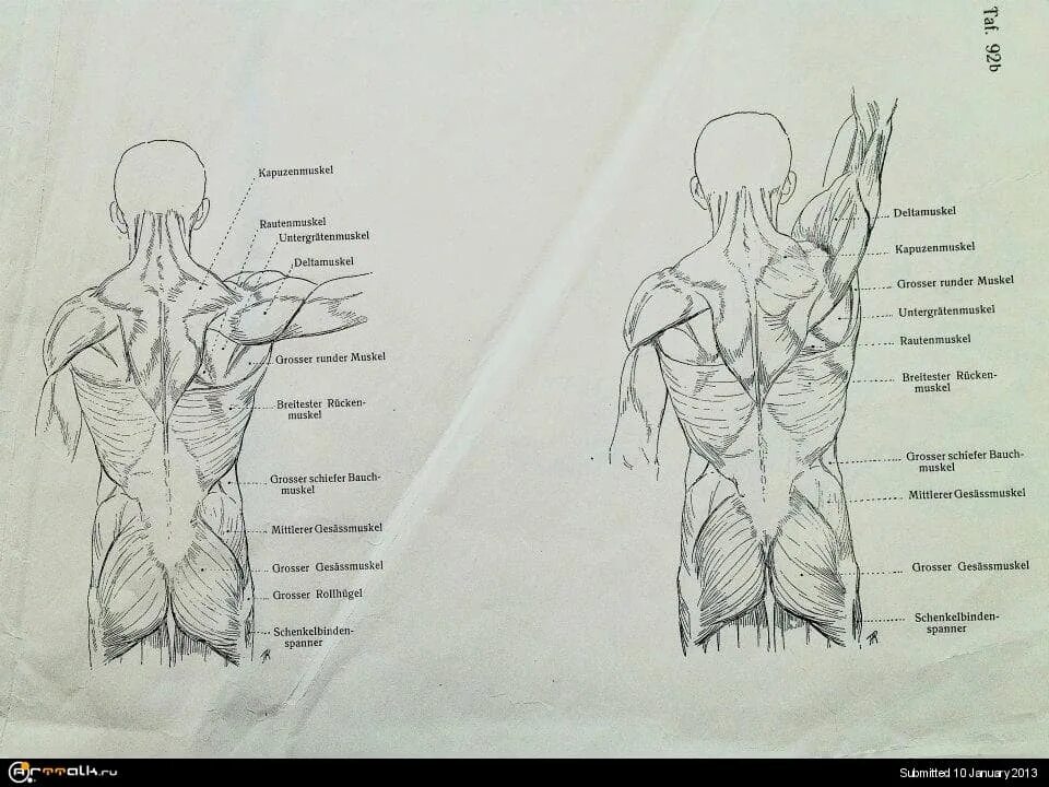 Рисование спины человека. Человек со спины рисунок. Схема рисования человека со спины. Построение спины человека.