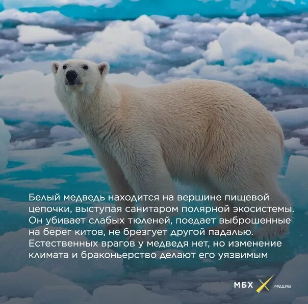Как можно объяснить низкую численность белого. Белый медведь в книги россии. белый медведь из красной книги. белый медведь занесен в красную книгу. международный день полярного (белого) медведя.