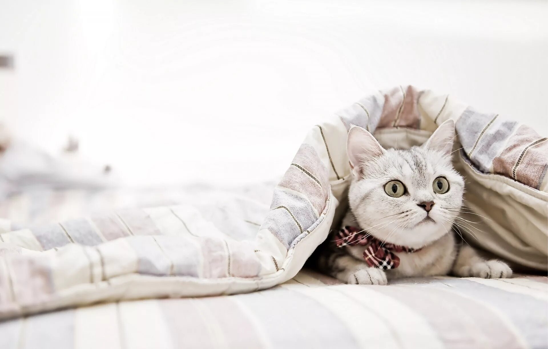 Кот в одеяле. Кот под одеялом. котик в постельке. кошечка в постели.