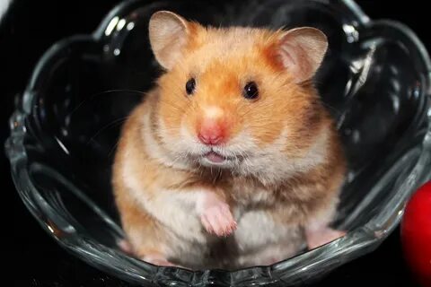 Хомяк 1 милион