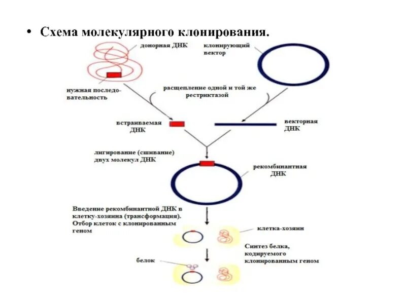 Использование рекомбинантных плазмид гибридизация протопластов. Схема клонирования рекомбинантной днк. общая схема молекулярного клонирования. технология рекомбинантных днк схема. молекулярное клонирование схема.