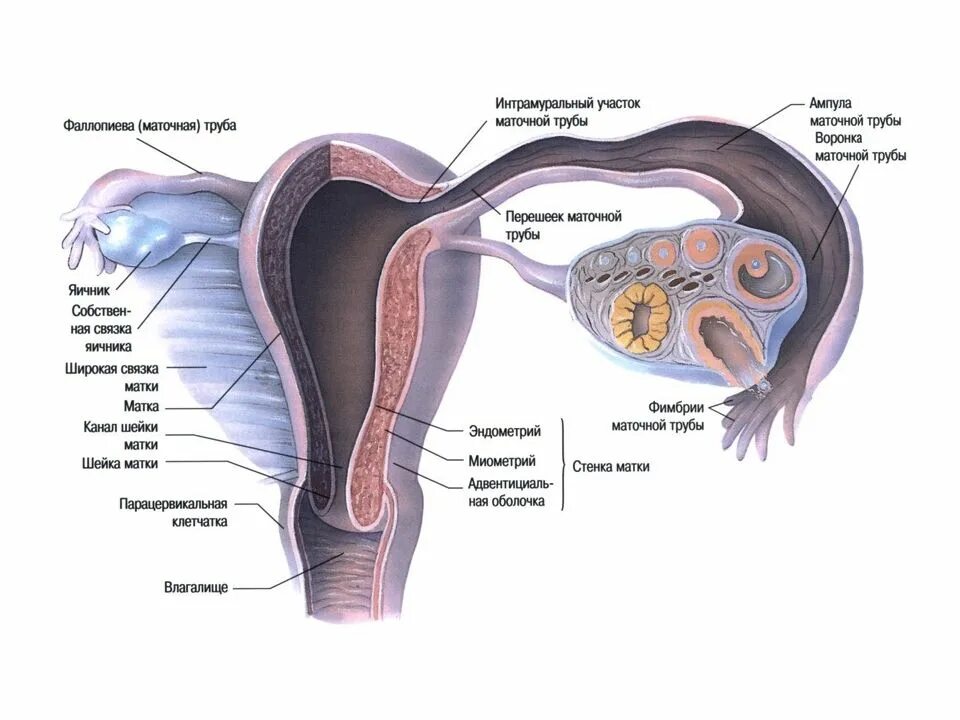 Фаллопиевы трубы анатомия. Маточная труба и фаллопиева труба. Части маточные трубы части. Строение маточной трубы. Женские половые органы яичник
