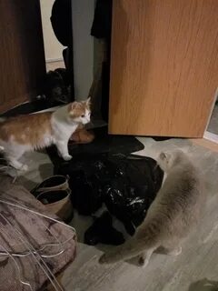 Включи соседи кота