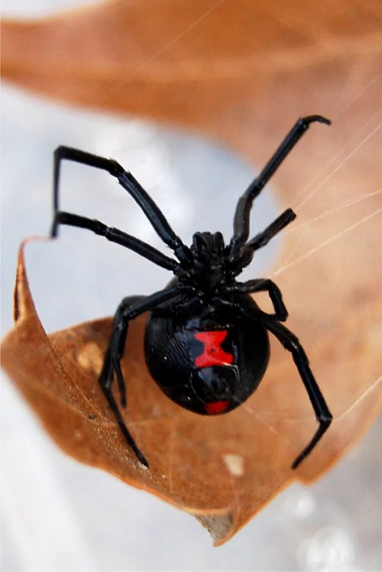 Вдав. Каракурт паук. Черная вдова паук. Каракурт черная вдова. Черная вдова паук черный.