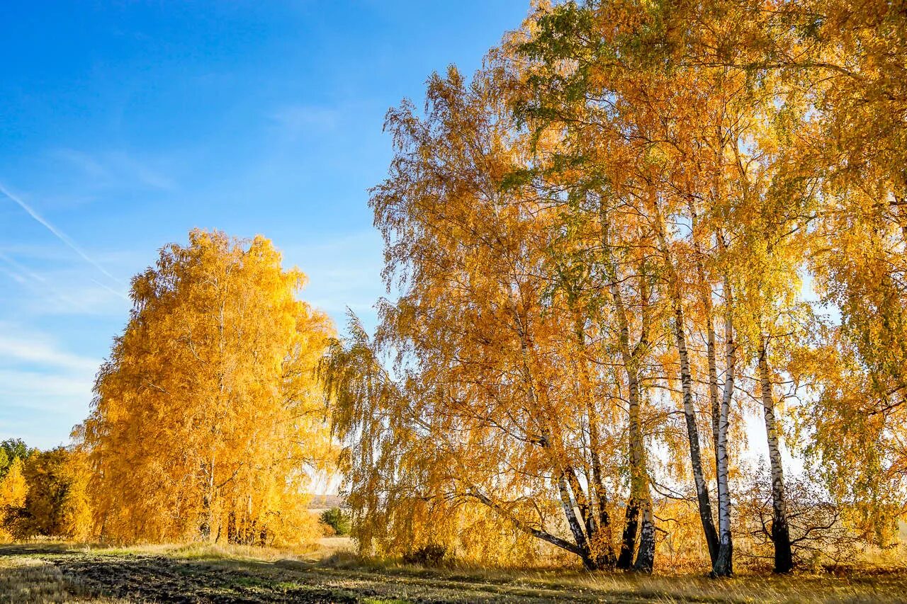 Осенняя береза. Береза осенью. Береза осень. Золотая осень березы. Бабье лето.