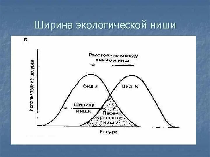 Концепция экологической ниши. Ширина экологической ниши. Теория экологической ниши. Ширина ниши экология. Потенциальная ниша