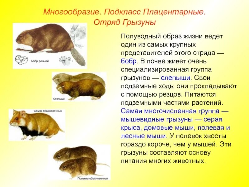 Отряды млекопитающих отряд Грызуны. Характеристика грызунов млекопитающих. Плацентарные: отряд зайцеобразные.. Плацентарные млекопитающие характеристика.