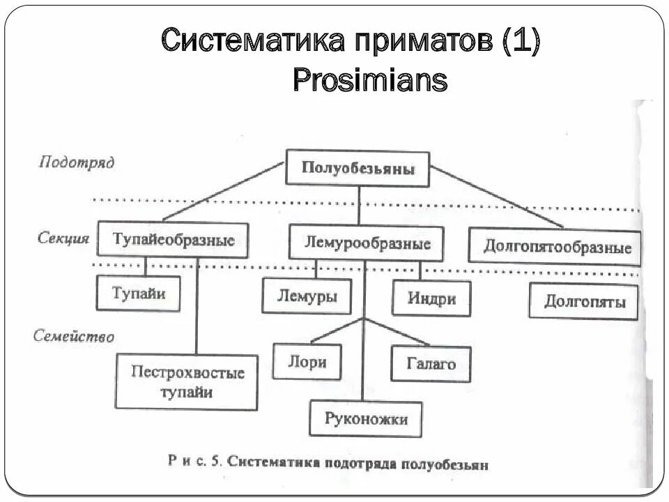 Приматы систематика. Отряд приматы систематика. систематика приматов таблица. систематика приматов схема. систематика высших обезьян.