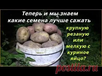 Какую картошку оставлять на семена