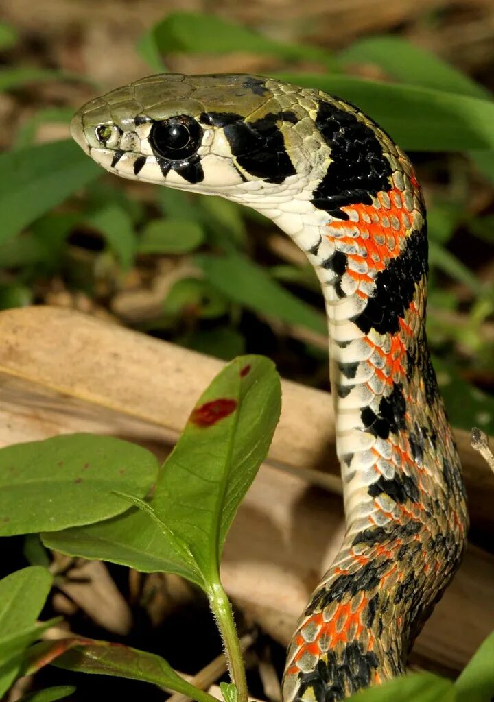 Змея это насекомое. Rhabdophis tigrinus. Тигровый уж змея. Keelback Snake. Змея тигринус.