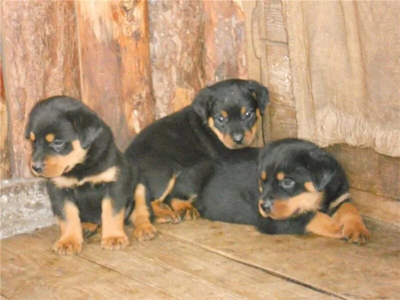 щенки русского той терьера. шоколадные щенки чихуахуа. свежие объявления о продаже собак. свежие объявления о продаже собак. свежие объявления о продаже собак.