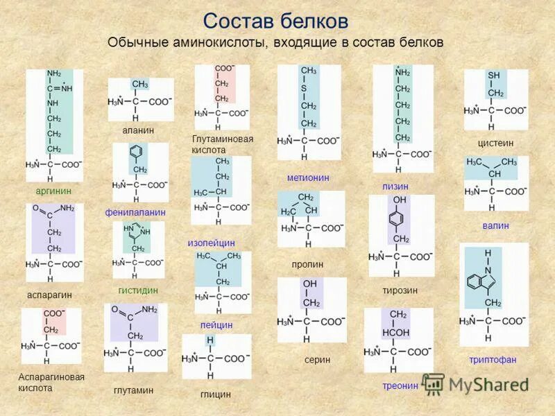 Количество белковых аминокислот. 20 Аминокислот формулы классификация. 20 Аминокислот входящие в состав белков. Аминокислоты входящие в состав белка. 20 Основных аминокислот входящих в белки.