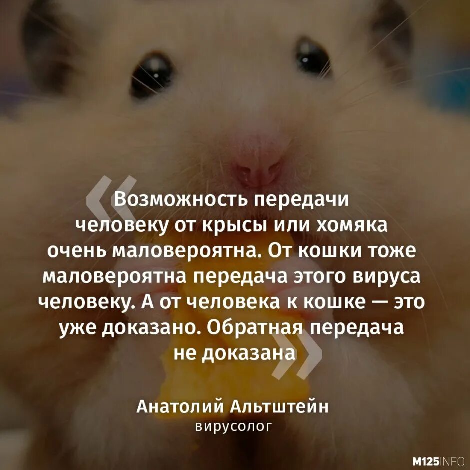 Какие карты надо найти в хомяке. Найти хомяка. хомяк скрещенный с крысой. какого хомячка лучше завести для ребёнка. сильный хомяк.