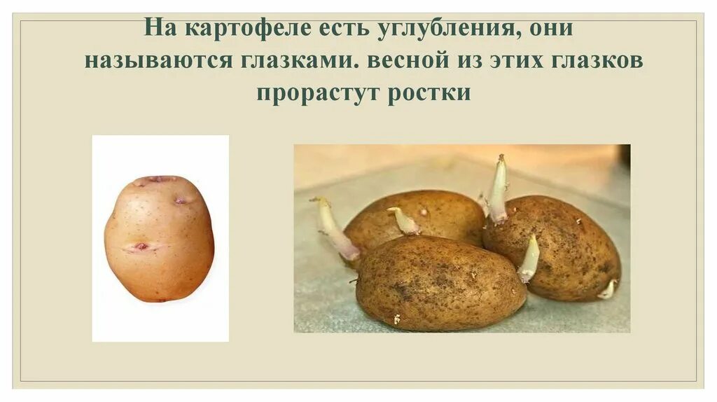 В картофеле есть вода. Картошка с глазками. Глазки проросшей картошки. Картофель весной. Проросшая картошка рисунок.