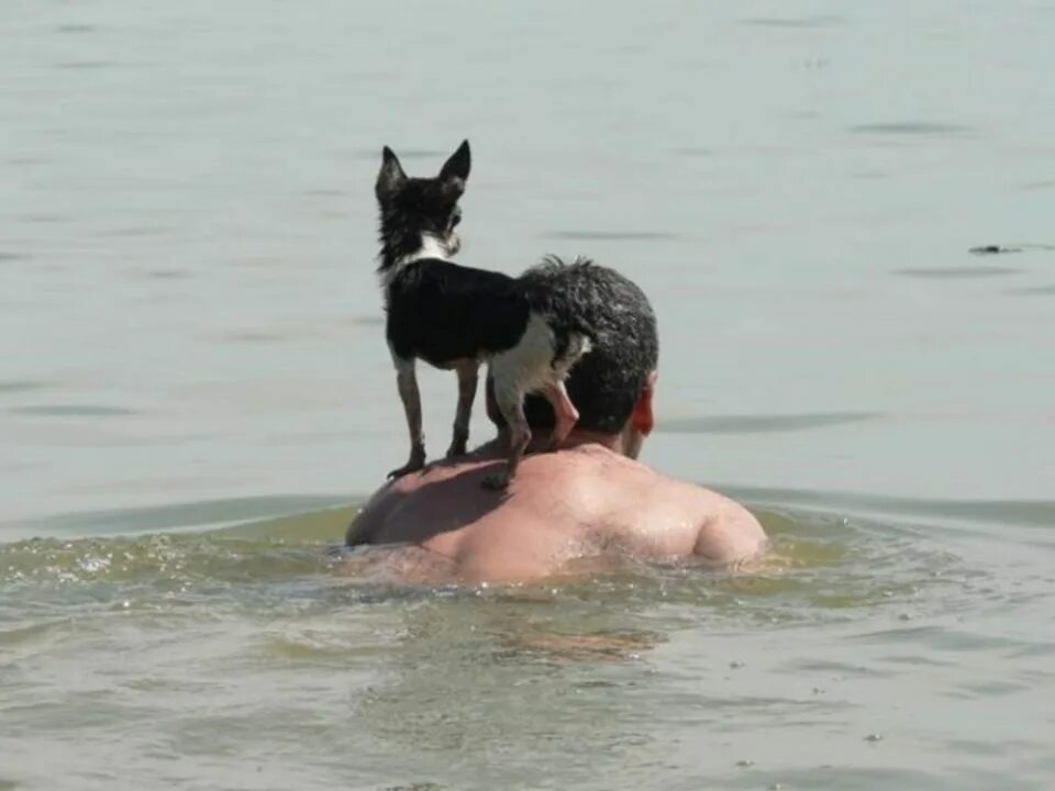 Собака на море. Собака плавает. Собака купается на пляже. Собака плывет смешно. С песней веселее было плыть по скучной