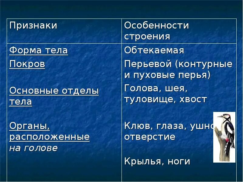 Форма тела отделы тела органы расположенные на голове туловище. Форма туловища птицы особенности строения. Признаки форма тела покровы. Форма тела птиц покровы тела отделы тела. Таблица внешнее строение птиц форма тела