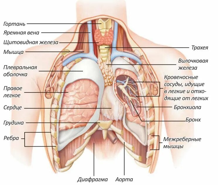 Справа под легким. Грудная клетка человека строение анатомия с органами. Строение грудной клетки женщины с органами. Анатомия грудной клетки женщины с органами.