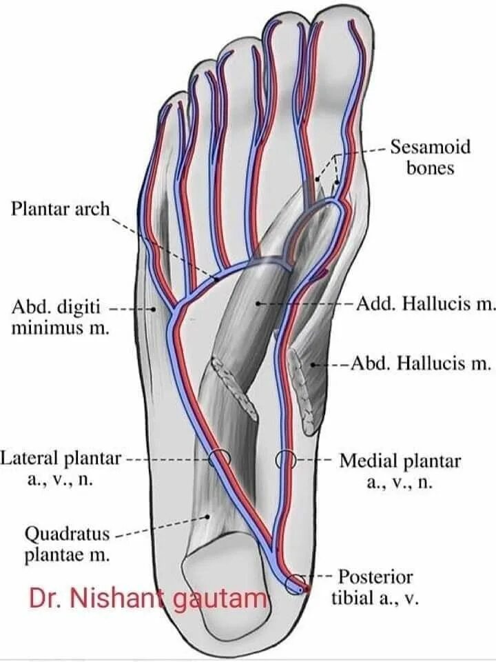 Foot side. Plantar Arch. Medial plantar Arch.