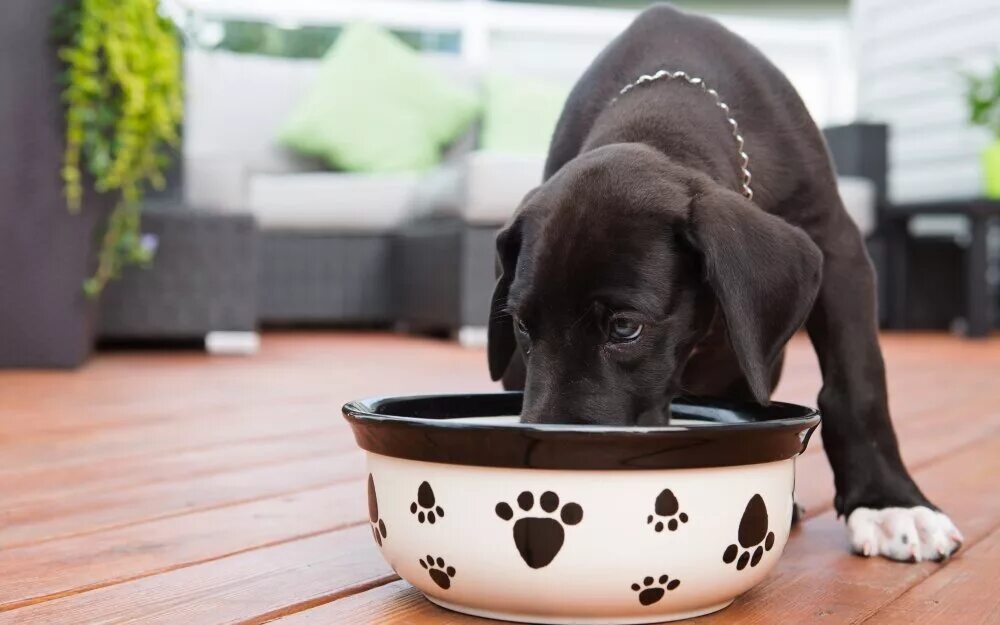 Feed your dog