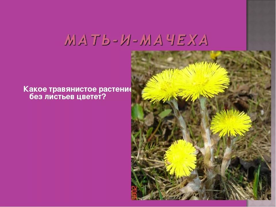 Растение без листьев. Какой цветок без листьев цветёт. растение которое цветет без листьев. цветок без листочков. цветок без листьев название.