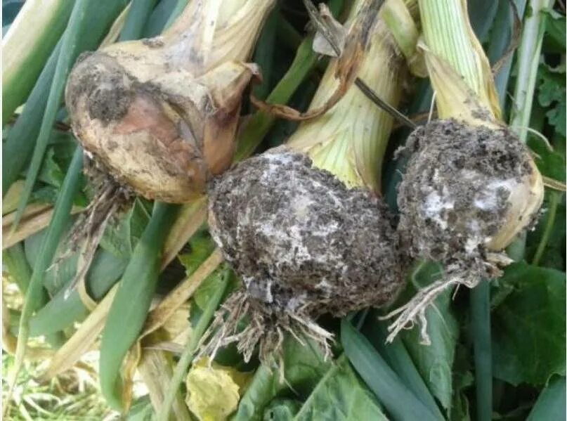 фитофтора на луке. болезнь луковицы. фузариоз луковиц гладиолусов. болезнь луковицы. пенициллезная гниль тюльпанов.