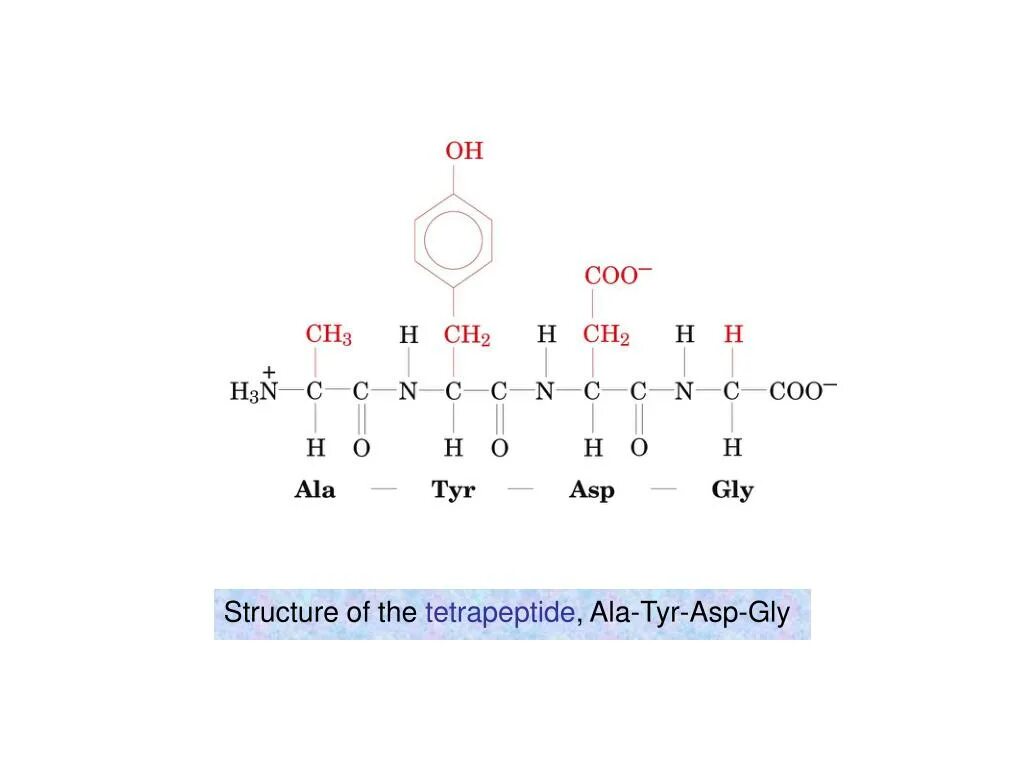 Ала асп. Gly-Ala-Tyr трипептид. Тетрапептид вал Лиз АСП фен. Трипептид Ala-Ala-Gly. Трипептид asp Val Gly.