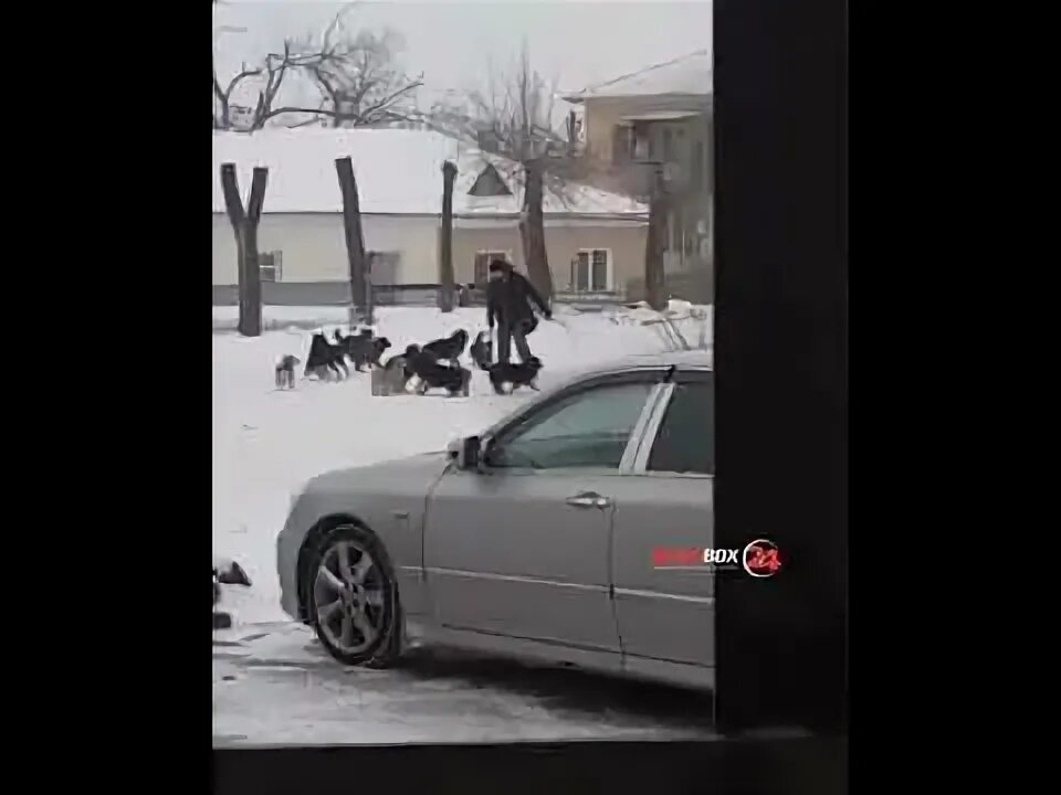 В абакане мужчина напал на прохожих. Стая собак сожрала мужчину. Г. Советский, ХМАО. В Нижневартовске стая собак напала на мужчину.