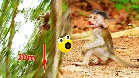 Monkey beating